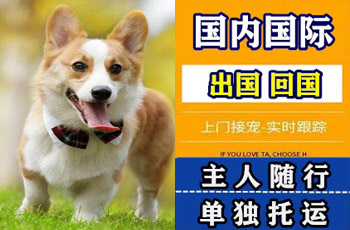 黄冈市宠物托运公司黄冈市宠物托运公司黄冈市宠物托运公司