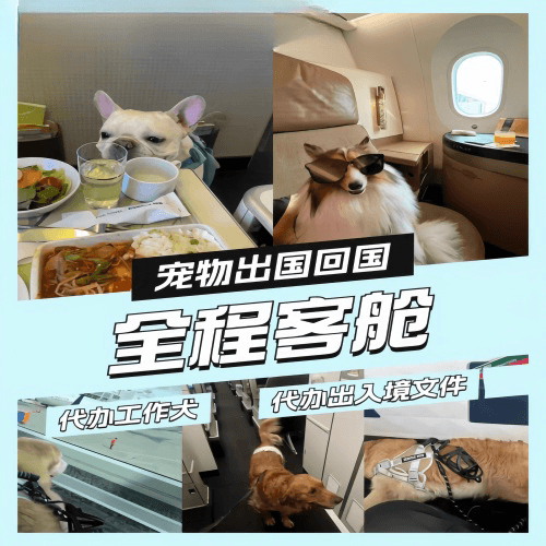 黄冈市宠物托运到白俄罗斯宠物入境规定和要求